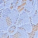 Cameo Blue